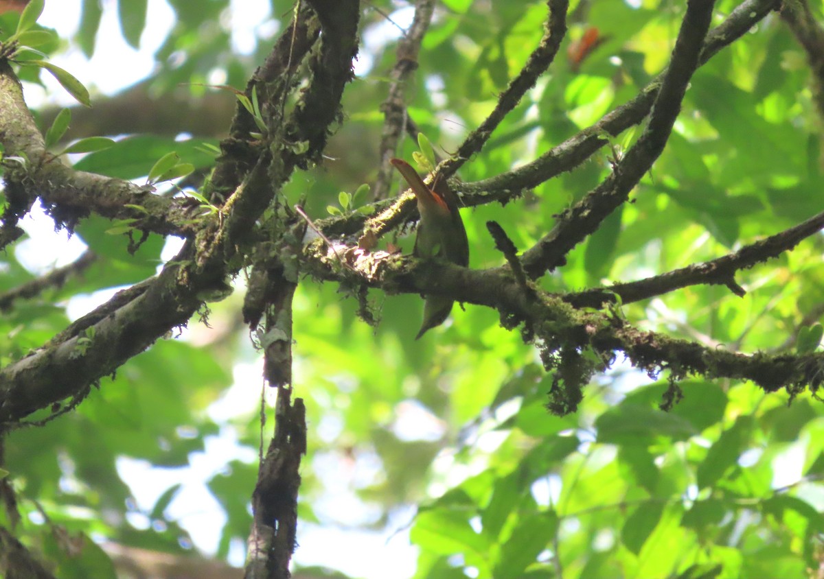 rødgumpløvgransker - ML627107503