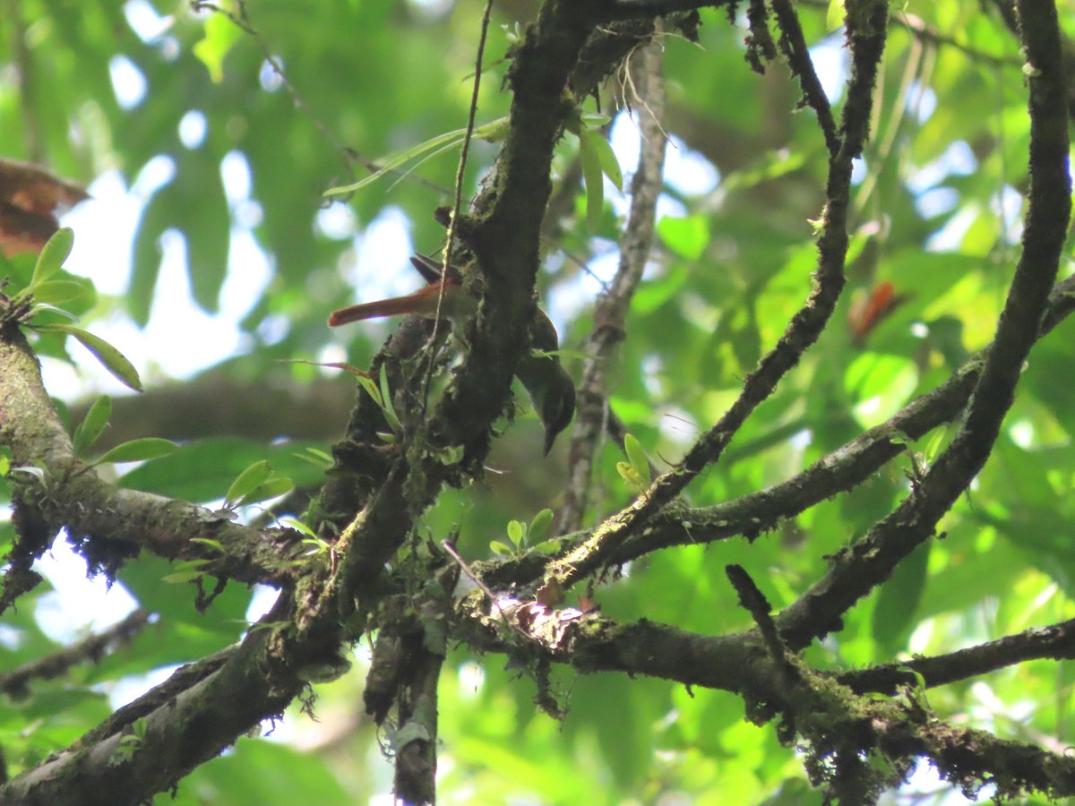 rødgumpløvgransker - ML627107504