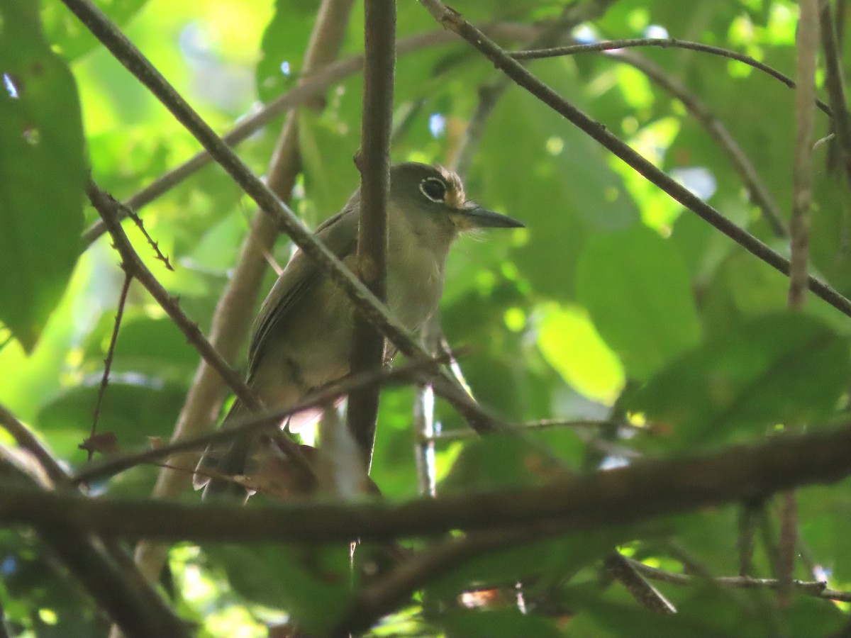 rødbrystnovise - ML627107511