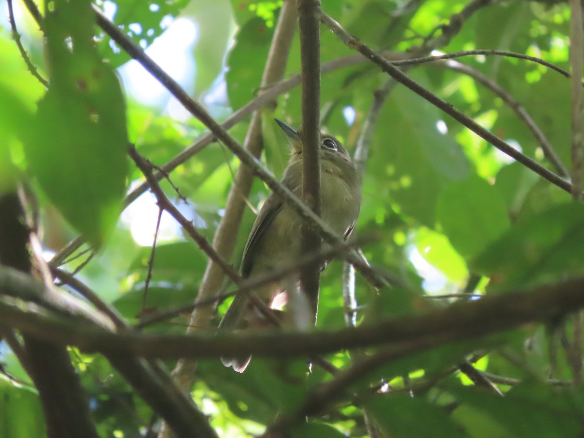 rødbrystnovise - ML627107512