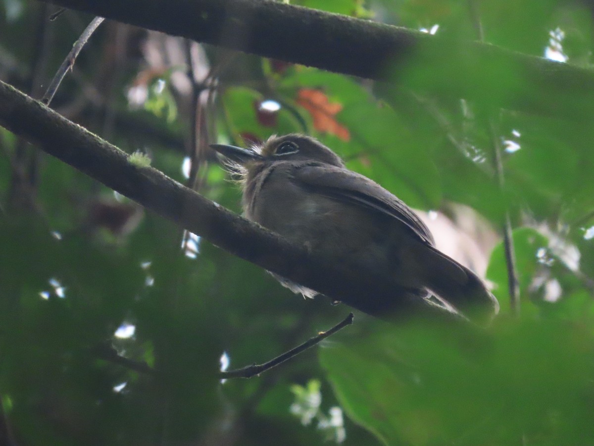 rødbrystnovise - ML627107523