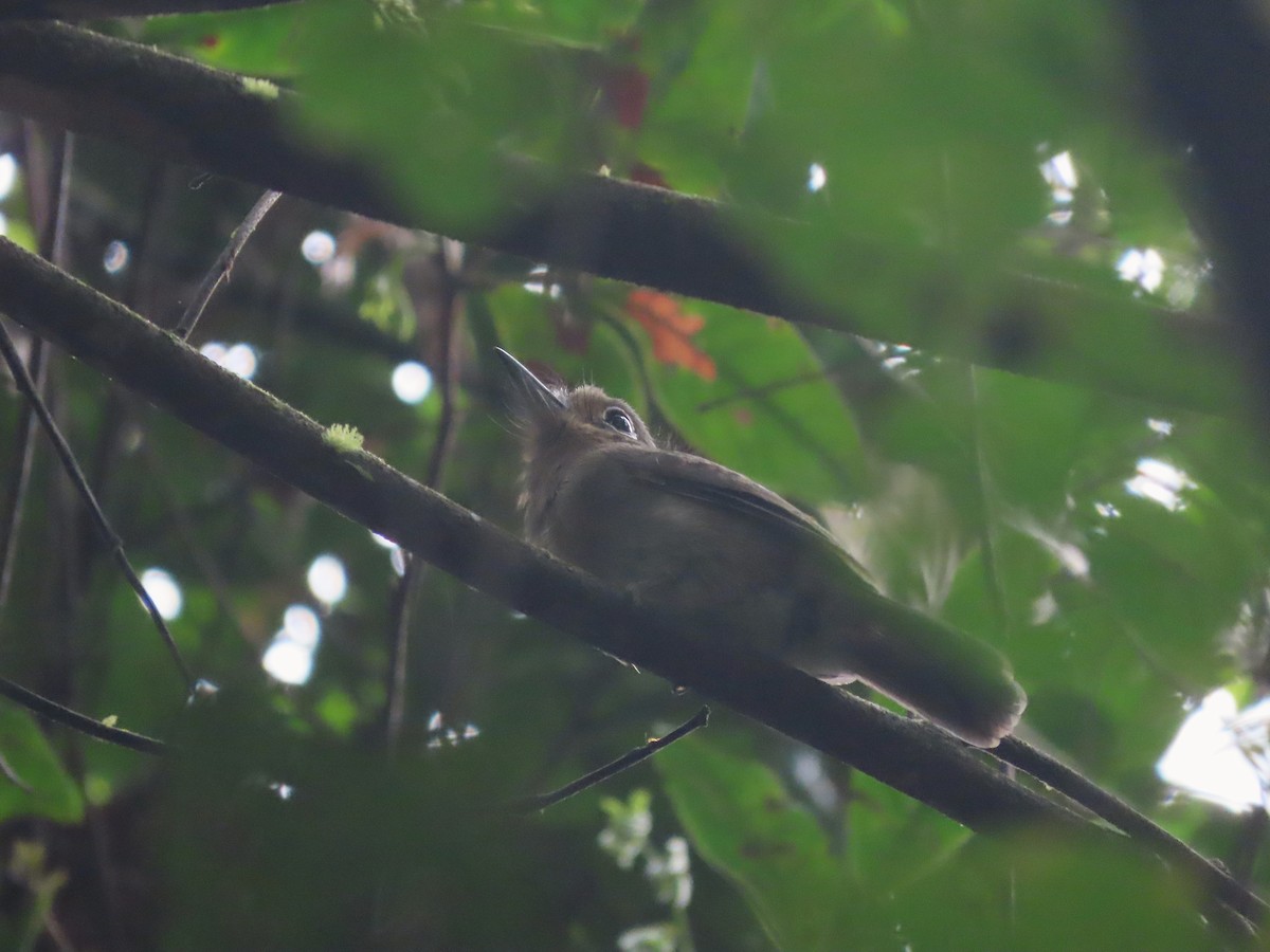 rødbrystnovise - ML627107524