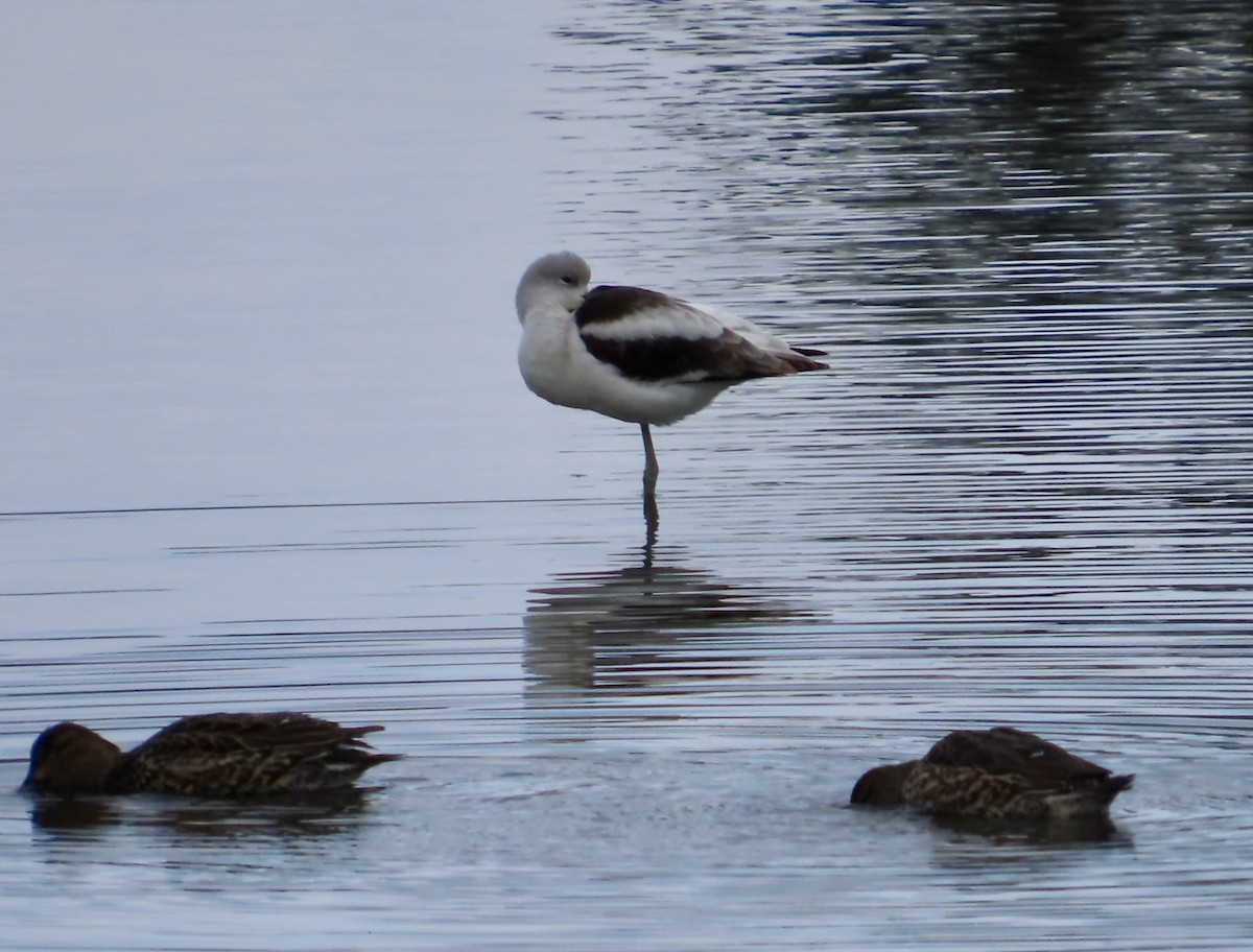 American Avocet - ML627107525