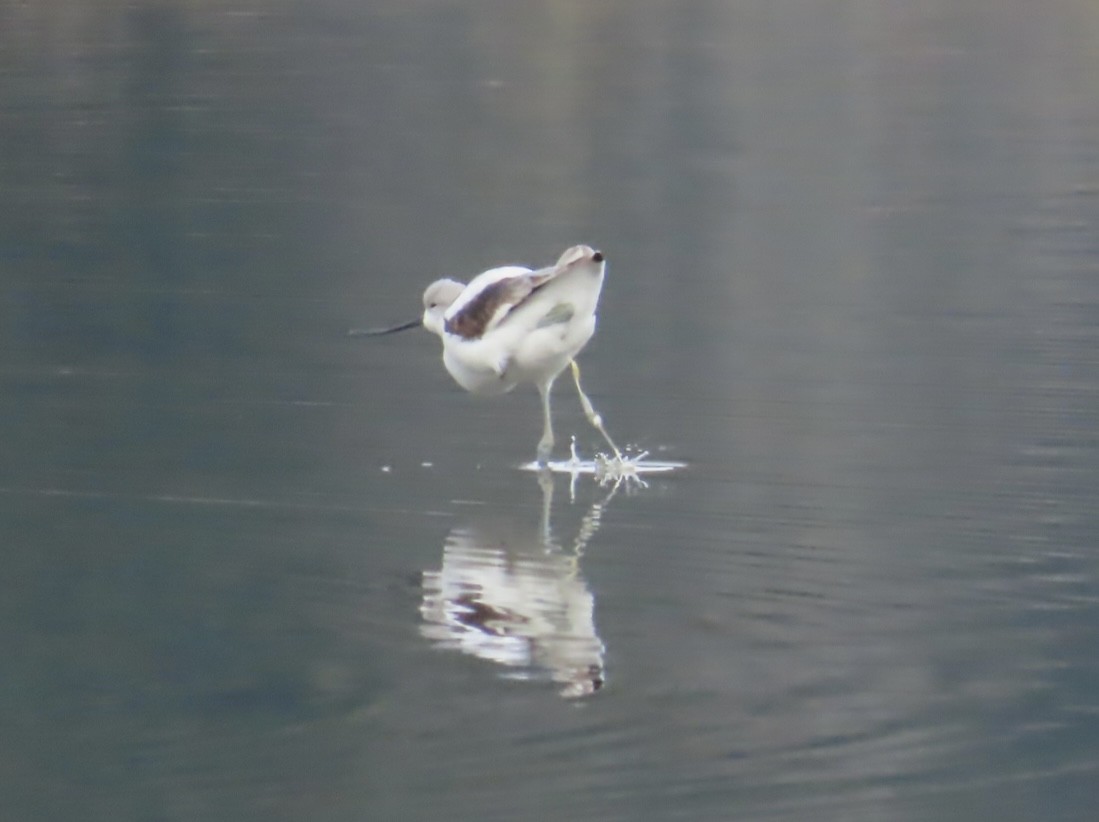 American Avocet - ML627107526