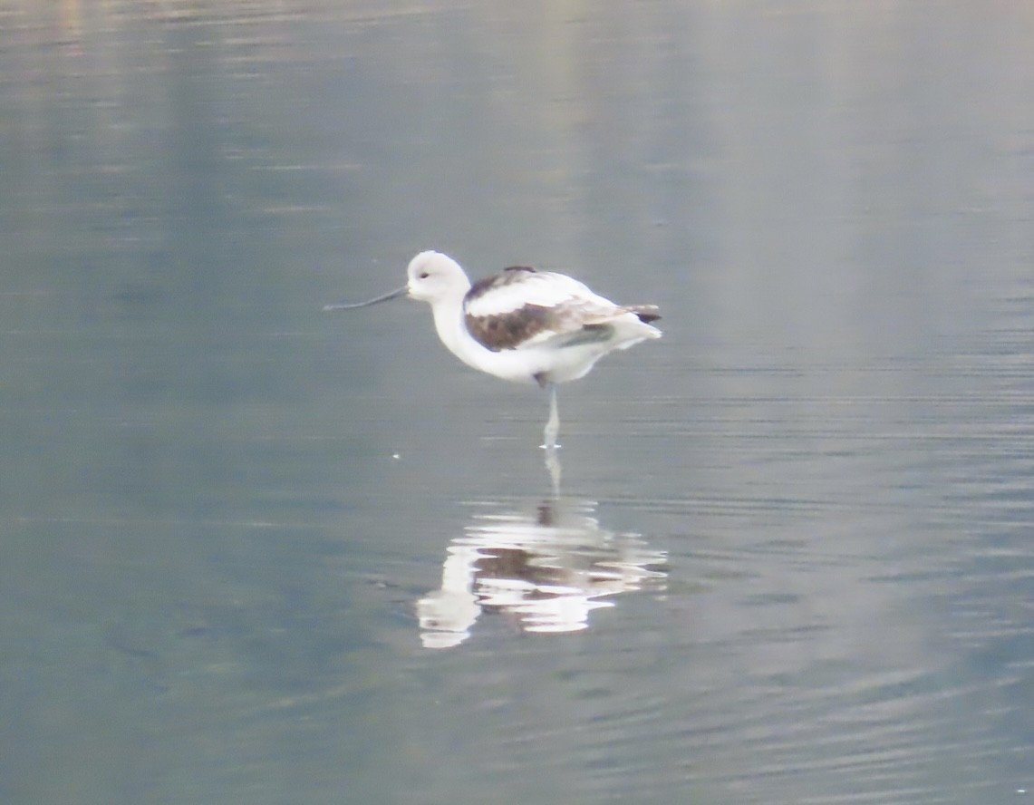 American Avocet - ML627107527