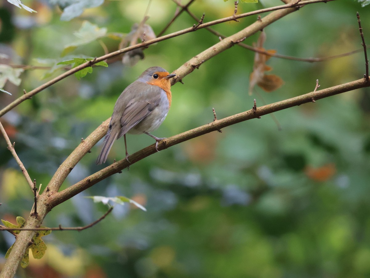 European Robin - ML627107541