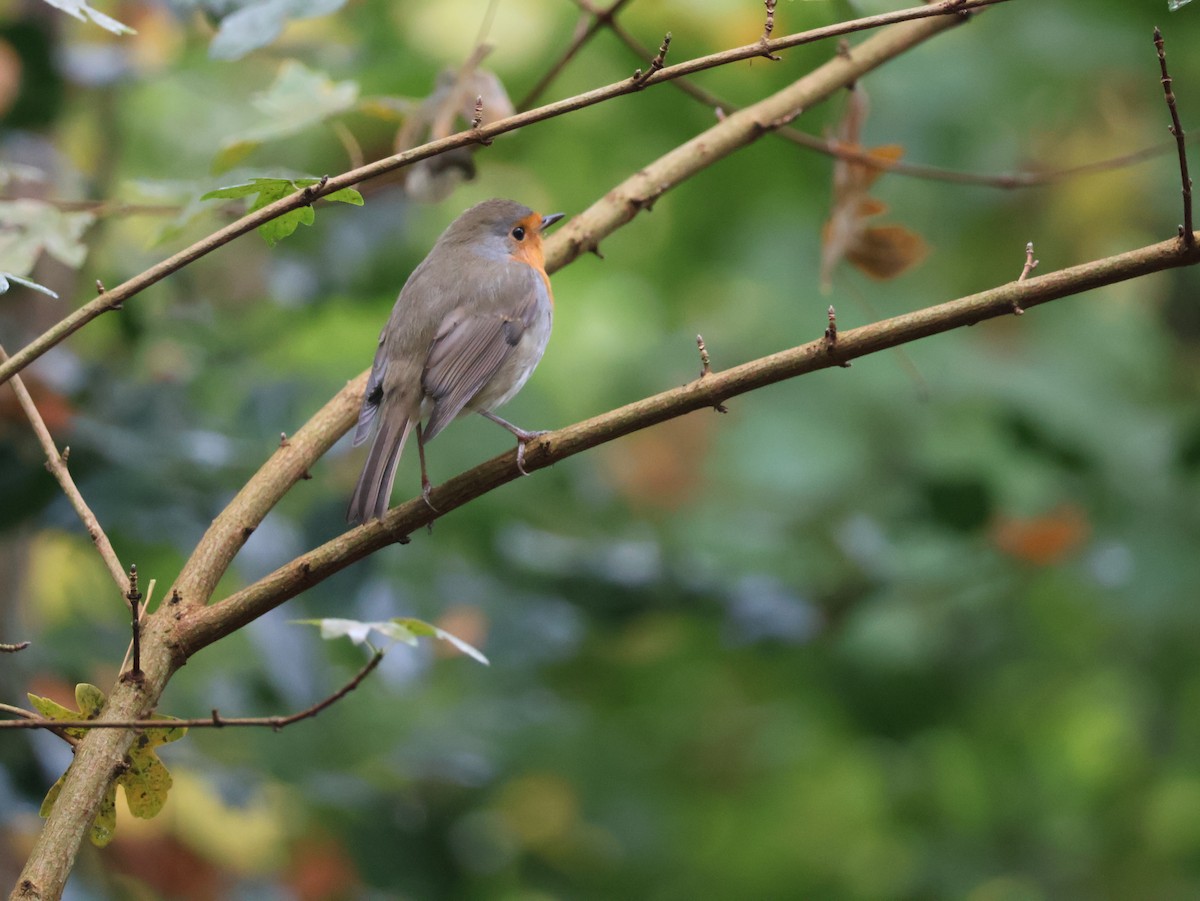 European Robin - ML627107542