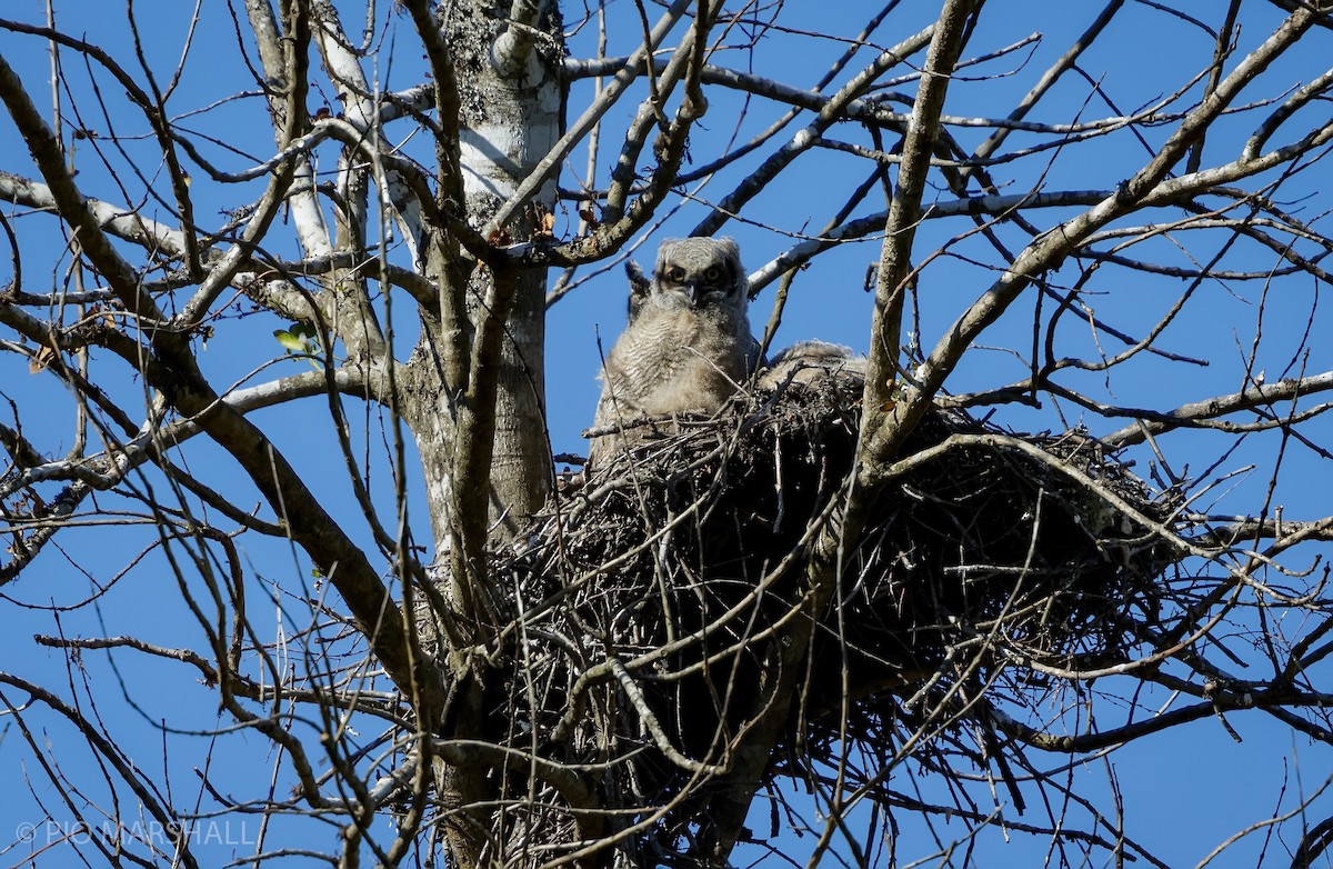 Lesser Horned Owl - ML627107545