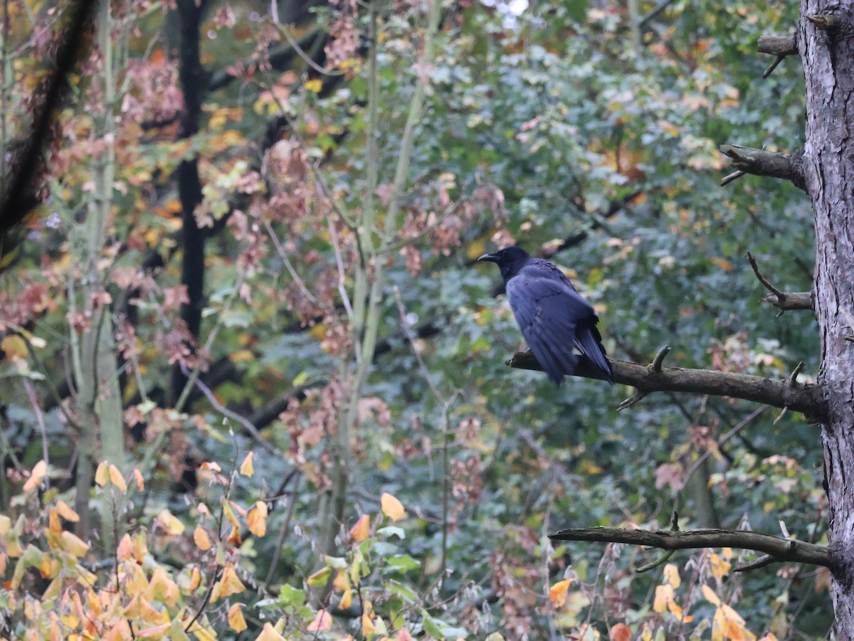 Carrion Crow - ML627107568