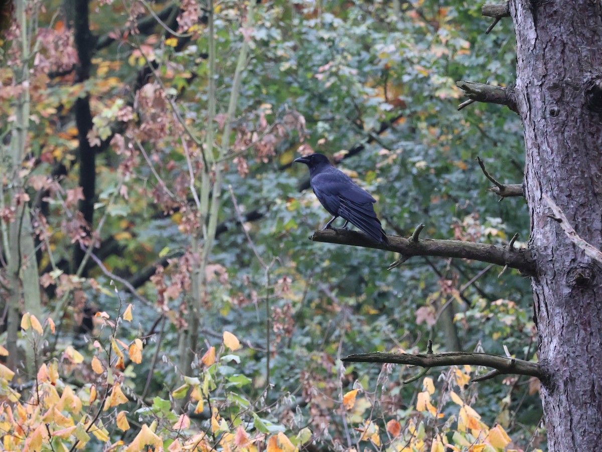 Carrion Crow - ML627107577