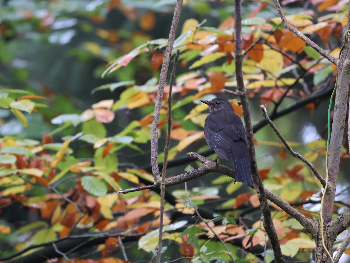 Eurasian Blackbird - ML627107596