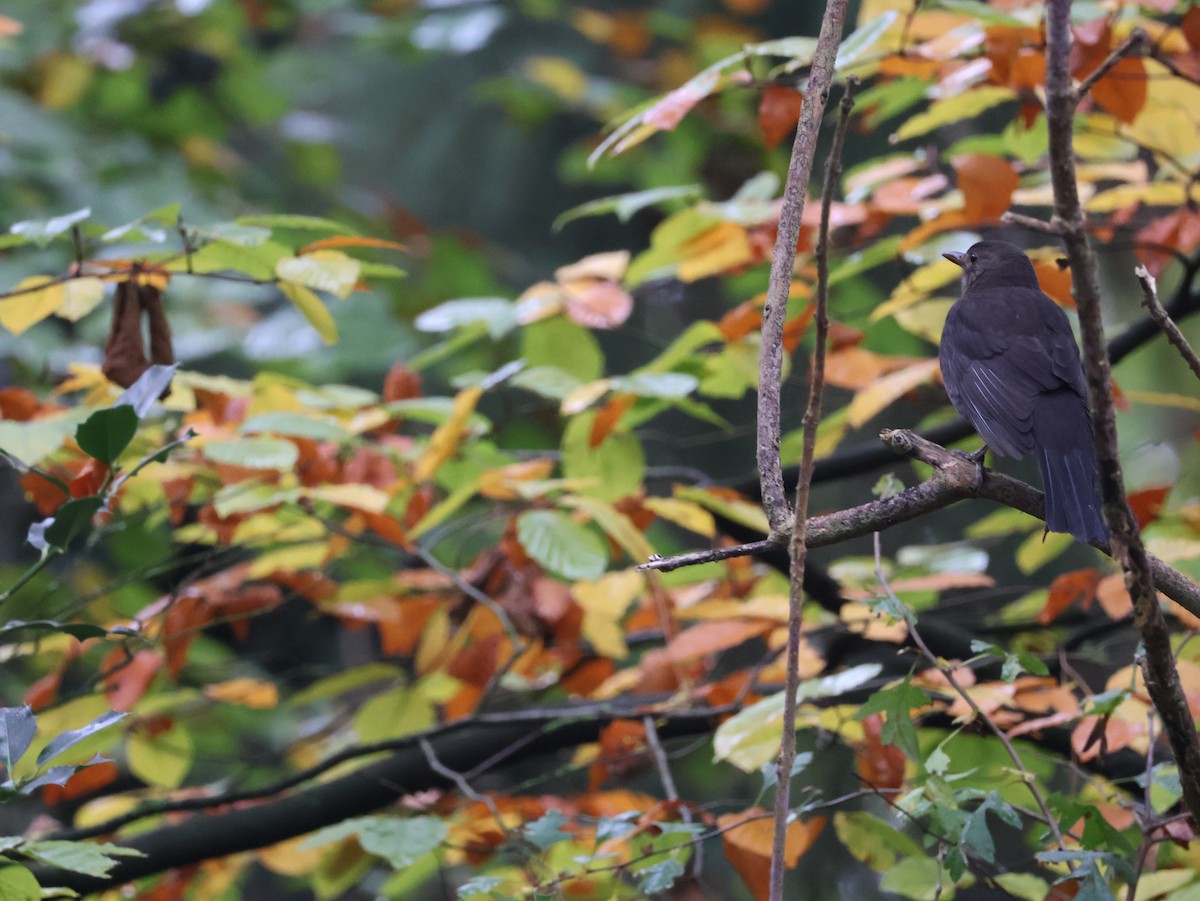 Eurasian Blackbird - ML627107599