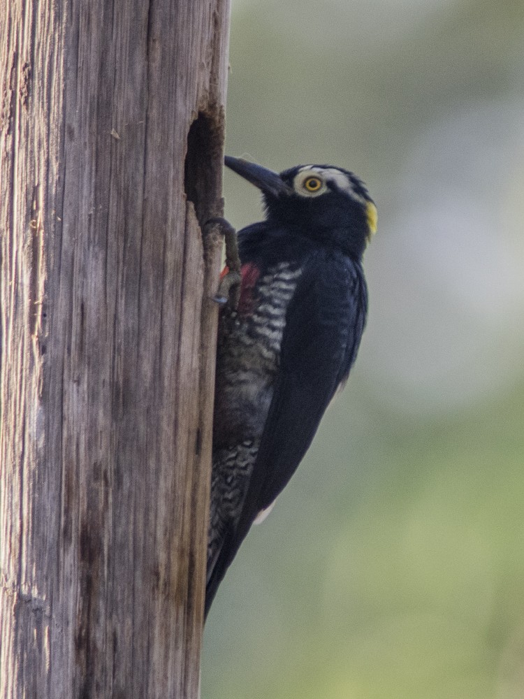 Yellow-tufted Woodpecker - ML627107611