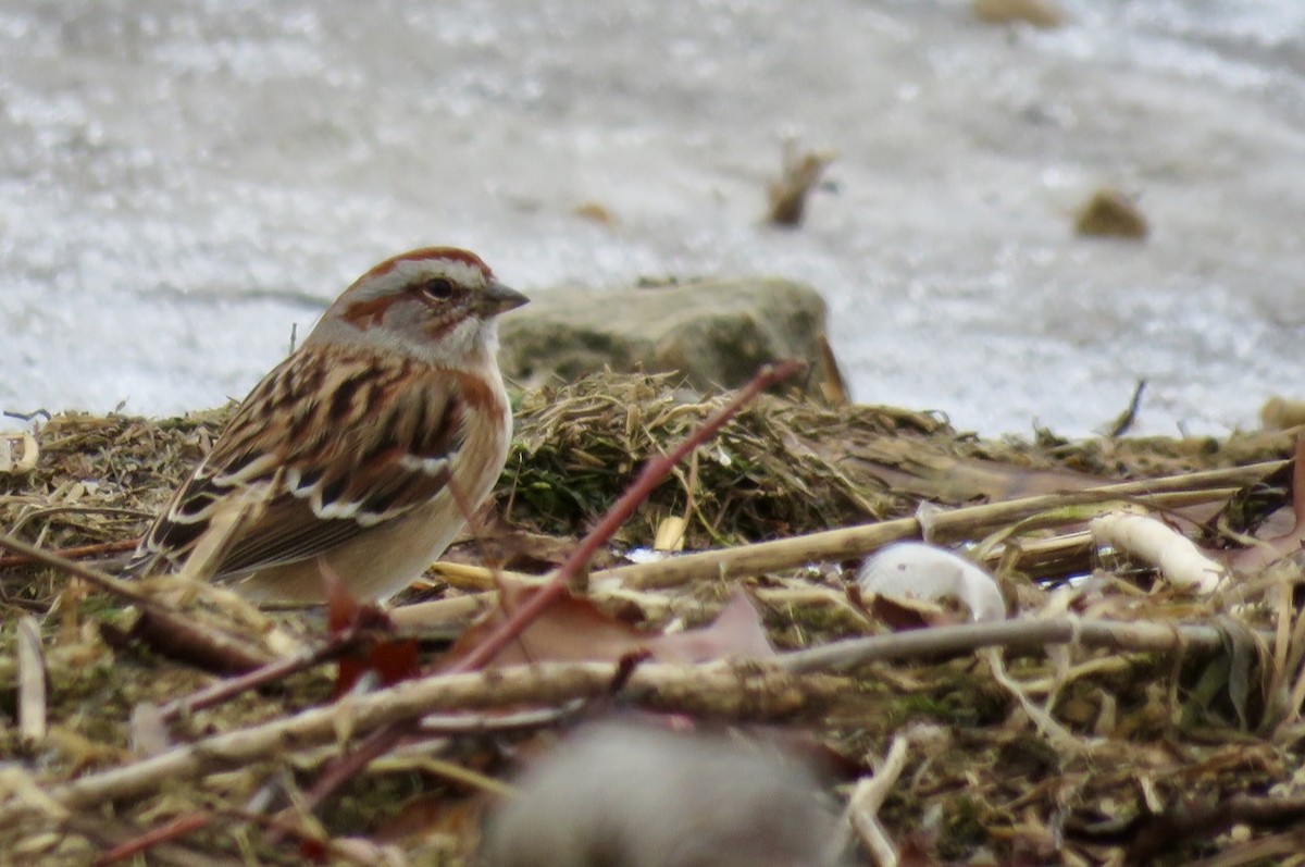 American Tree Sparrow - ML627107672