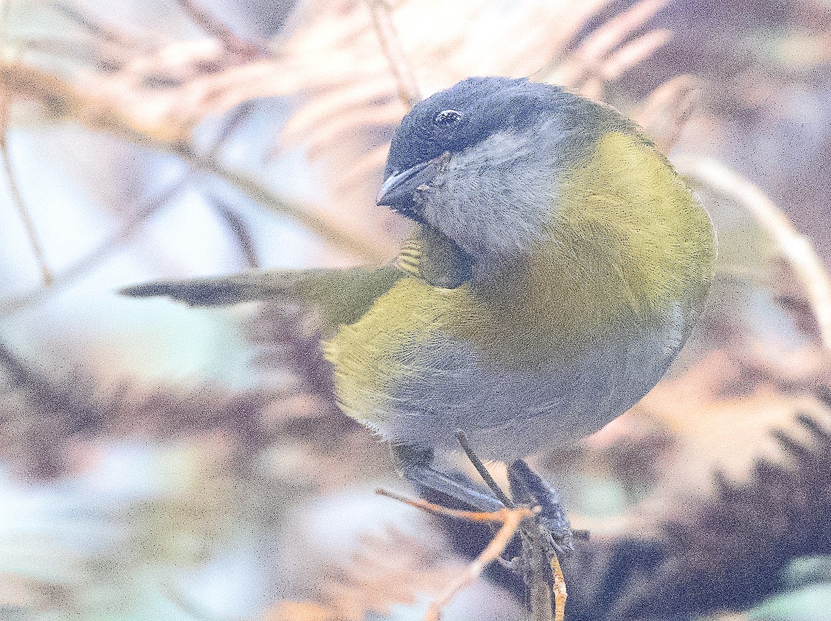 Common Chlorospingus (Northern Andes) - ML627107703