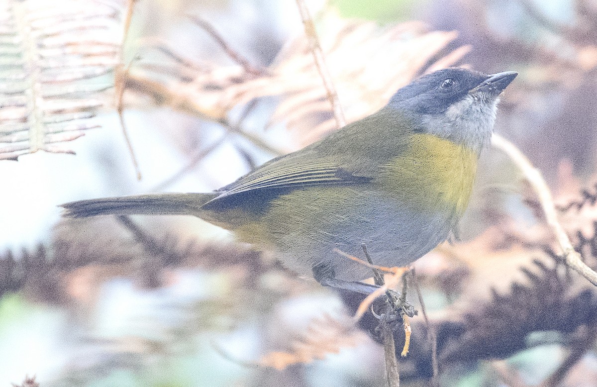 Common Chlorospingus (Northern Andes) - ML627107704
