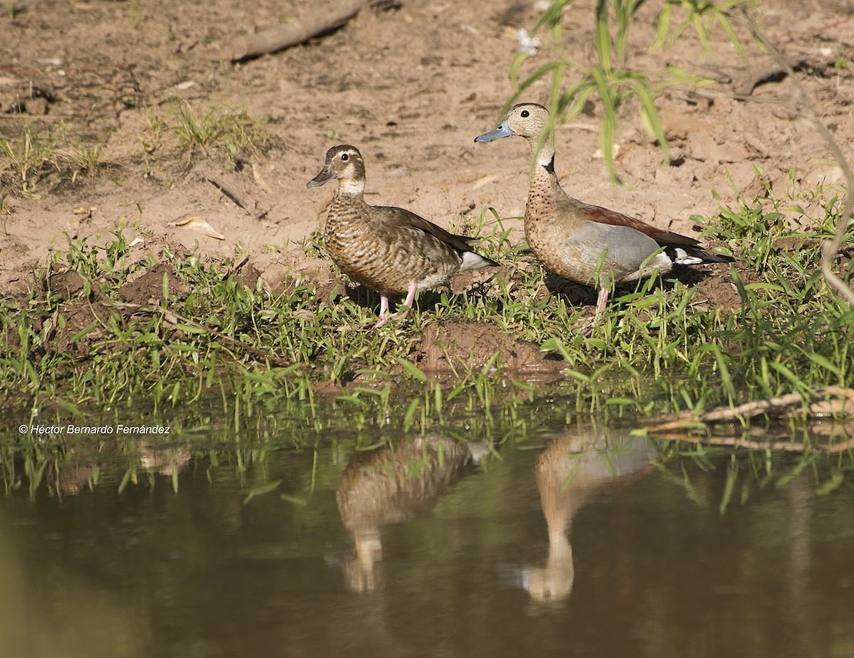 クビワコガモ - ML627107733
