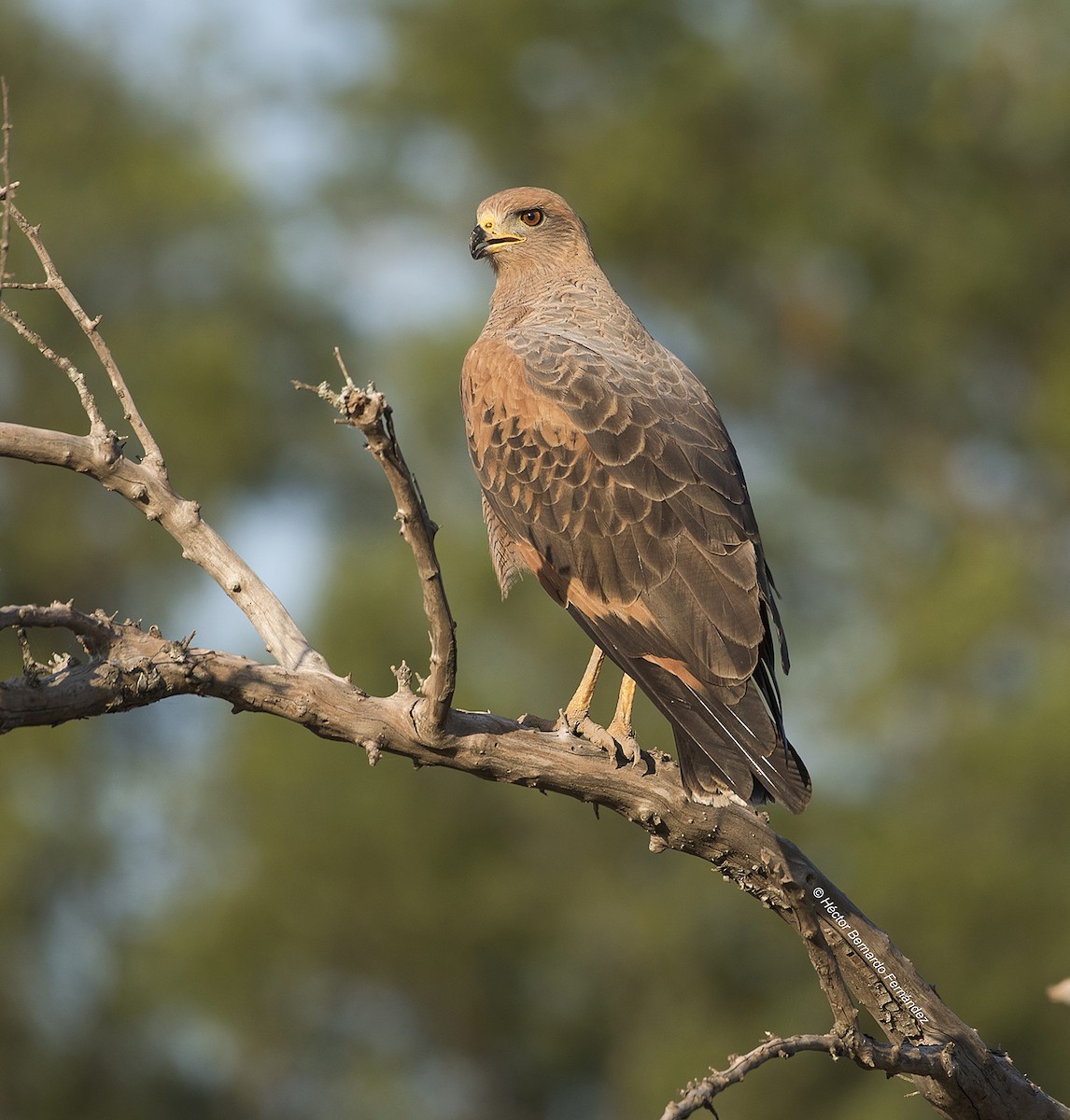 サバンナノスリ - ML627107765