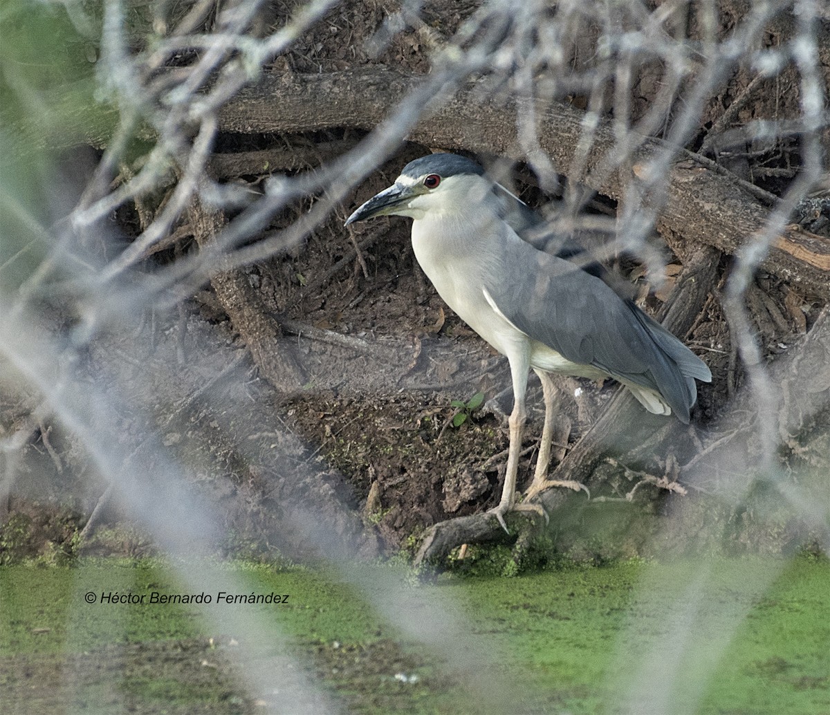 ゴイサギ - ML627107774