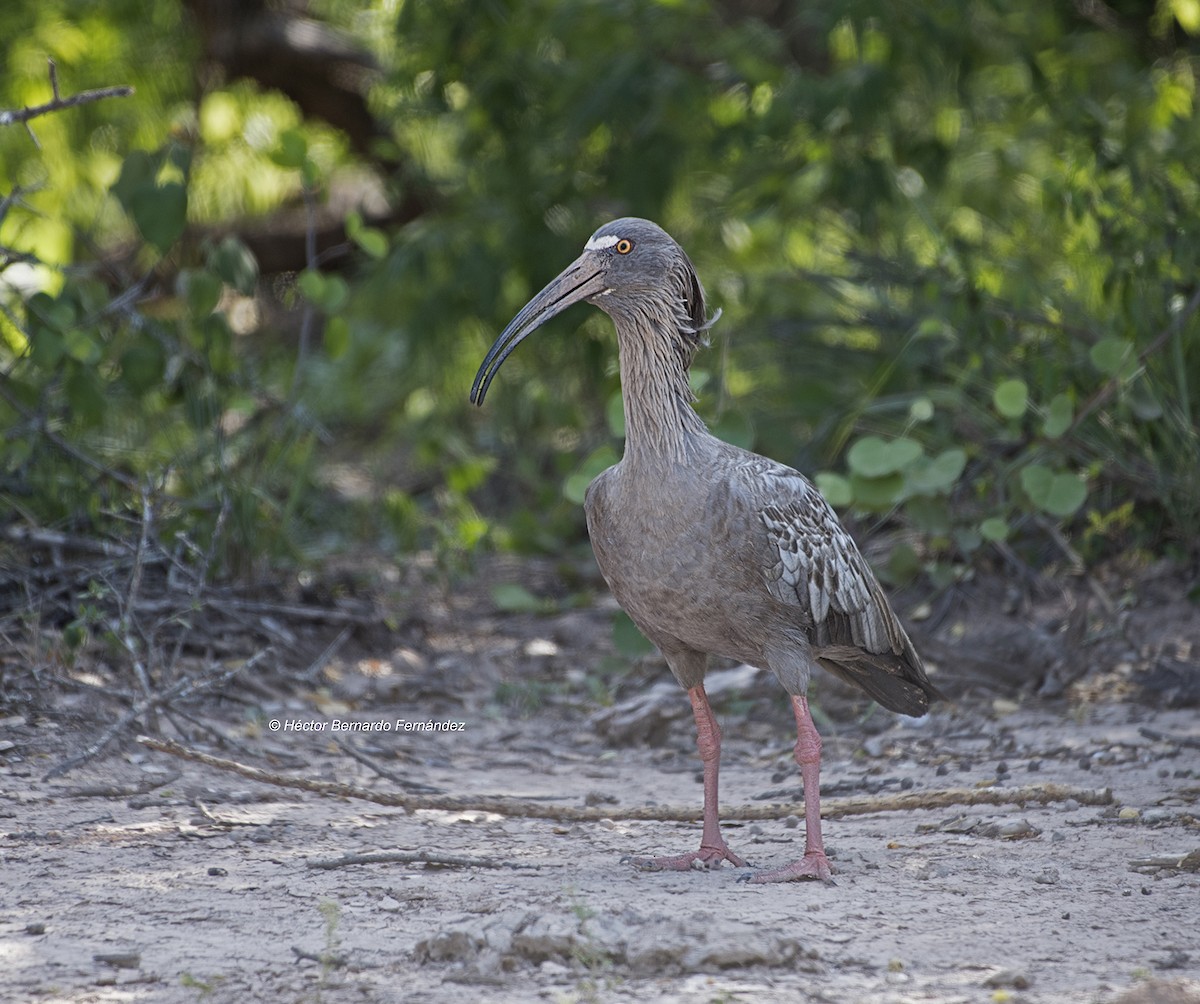 ハイイロトキ - ML627107783