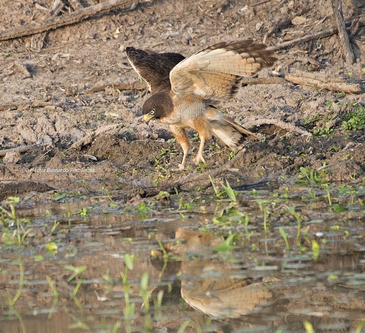 オオハシノスリ - ML627107787