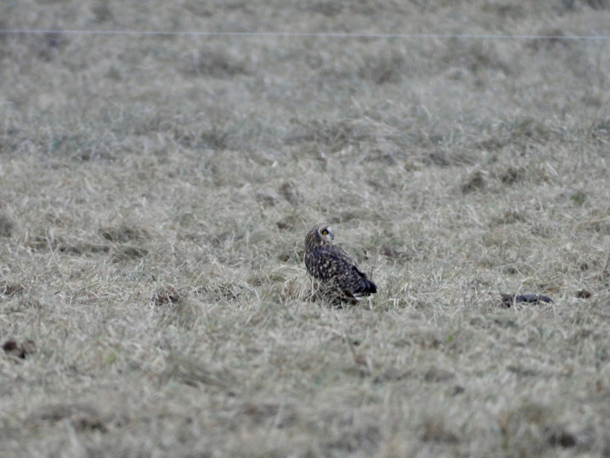 Short-eared Owl - ML627107878