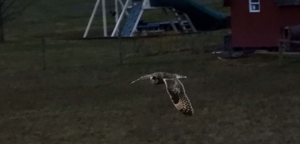 Short-eared Owl - ML627107879