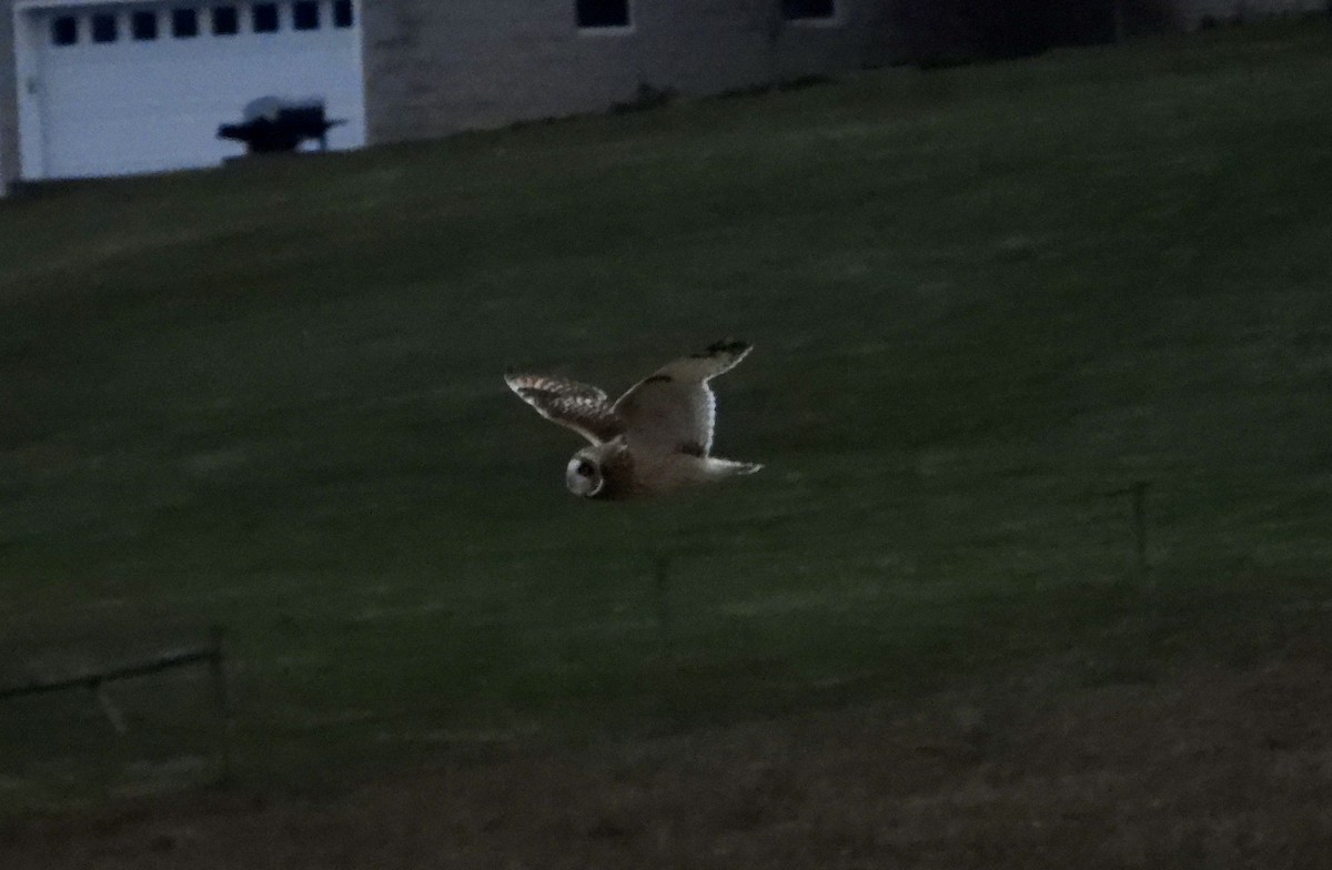 Short-eared Owl - ML627107902
