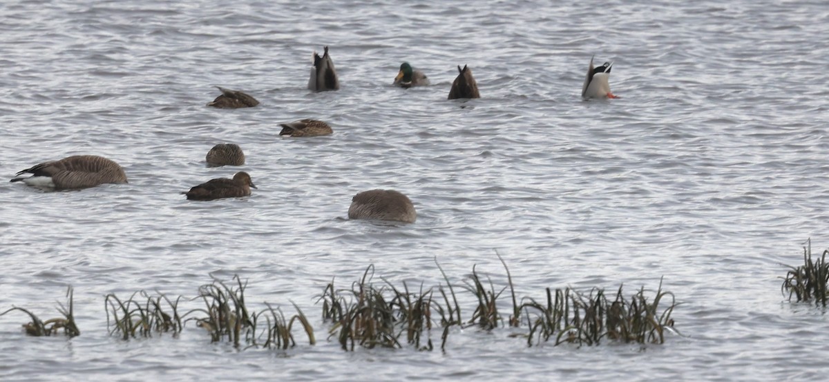 King Eider - ML627108093