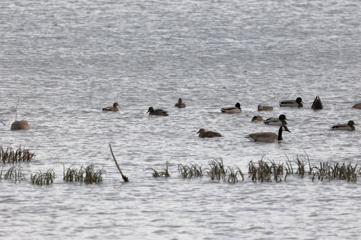 King Eider - ML627108094