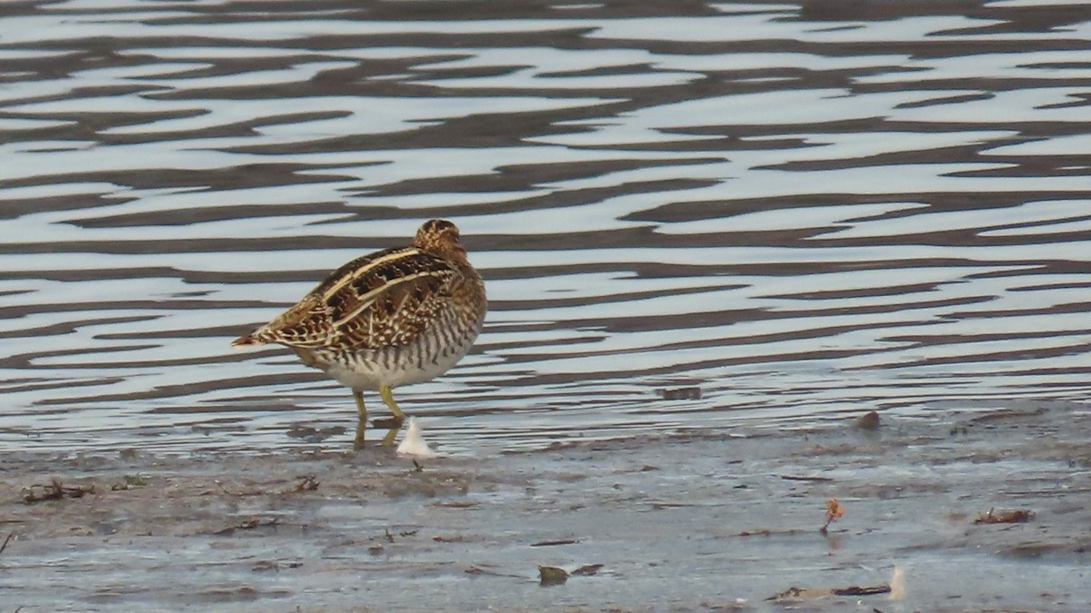 Wilson's Snipe - ML627108135