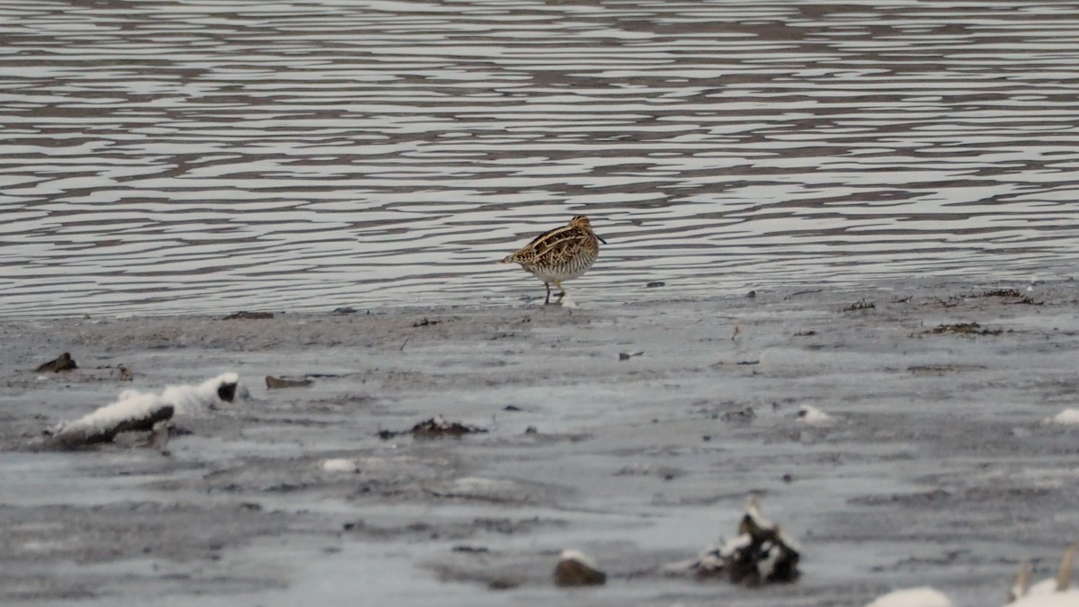 Wilson's Snipe - ML627108136