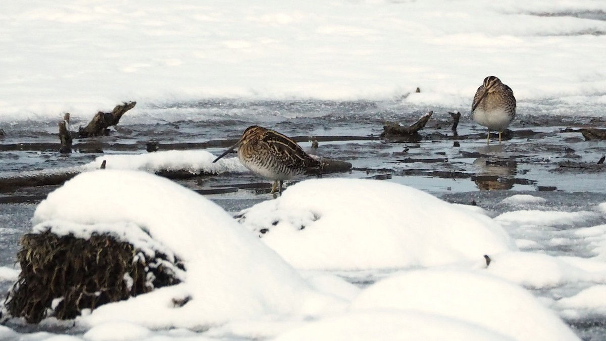 Wilson's Snipe - ML627108137