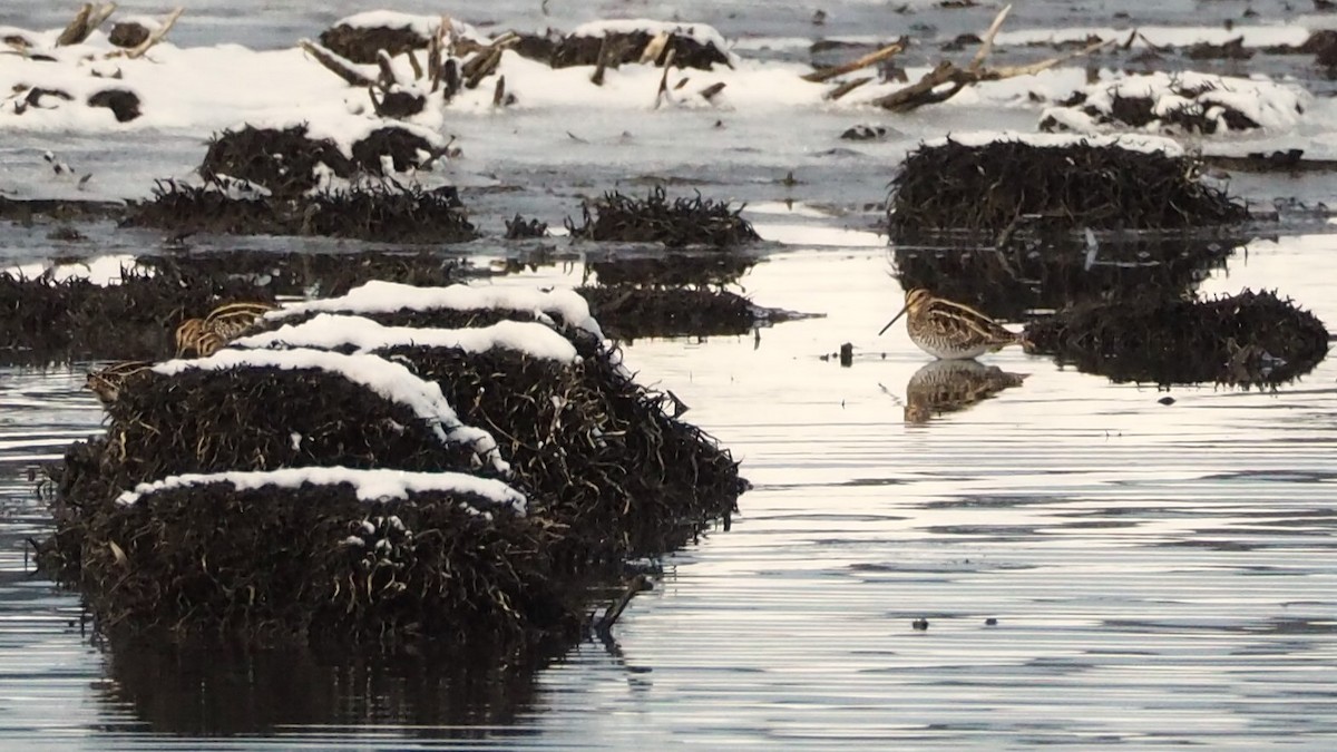 Wilson's Snipe - ML627108138