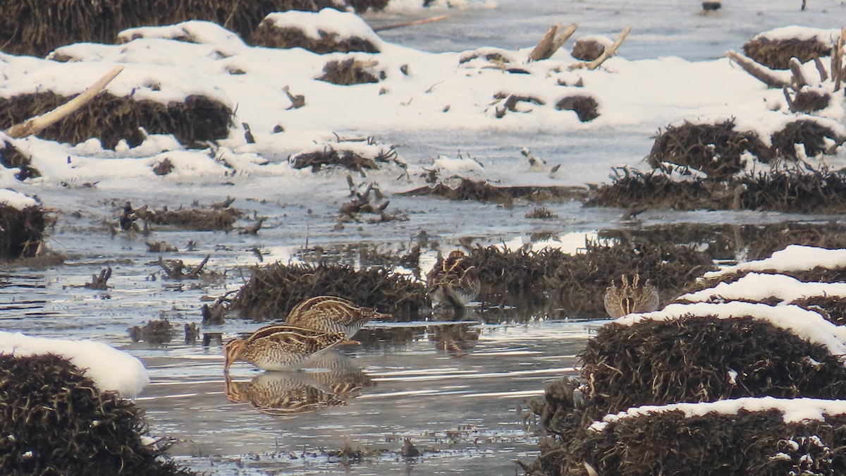 Wilson's Snipe - ML627108140