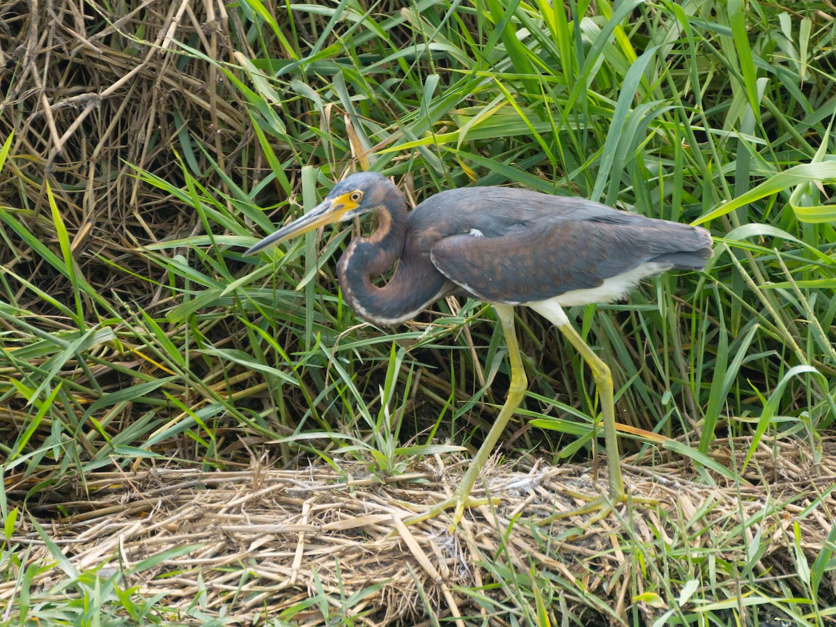 Tricolored Heron - ML627108313