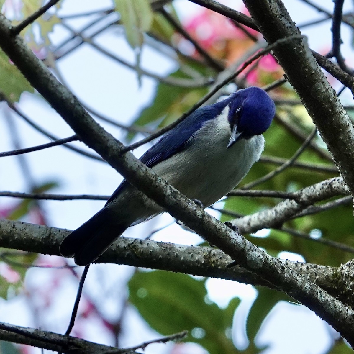 Madagascar Blue Vanga - ML627108362