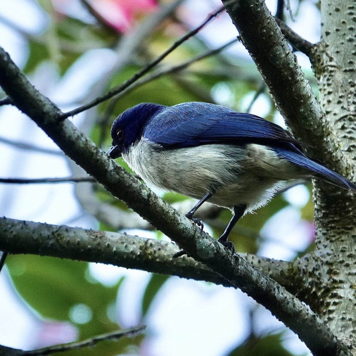 Madagascar Blue Vanga - ML627108363