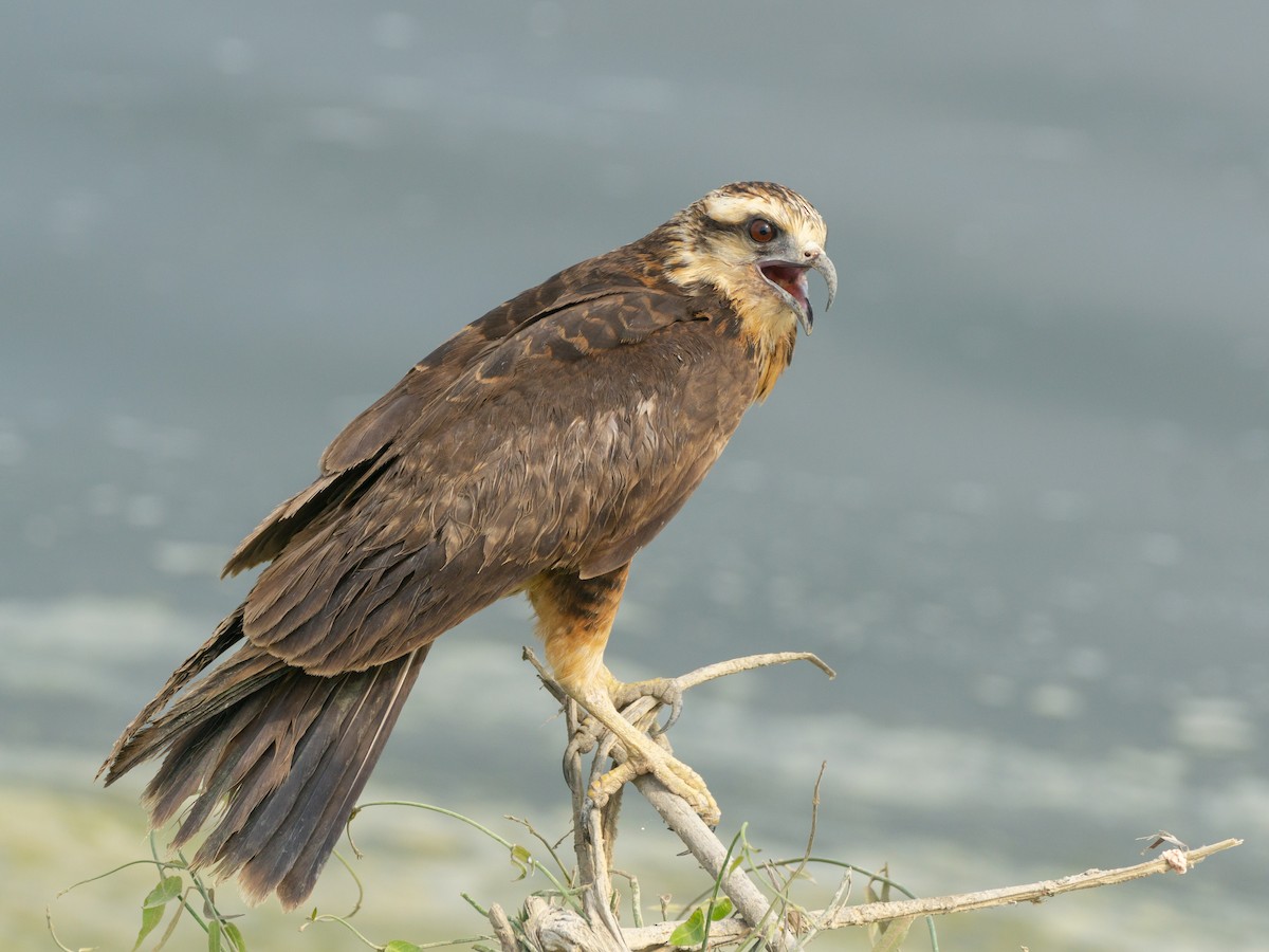 Snail Kite - ML627108441