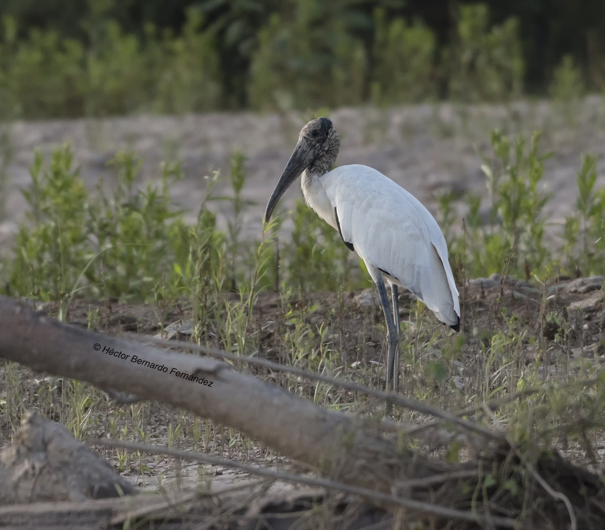 アメリカトキコウ - ML627108500
