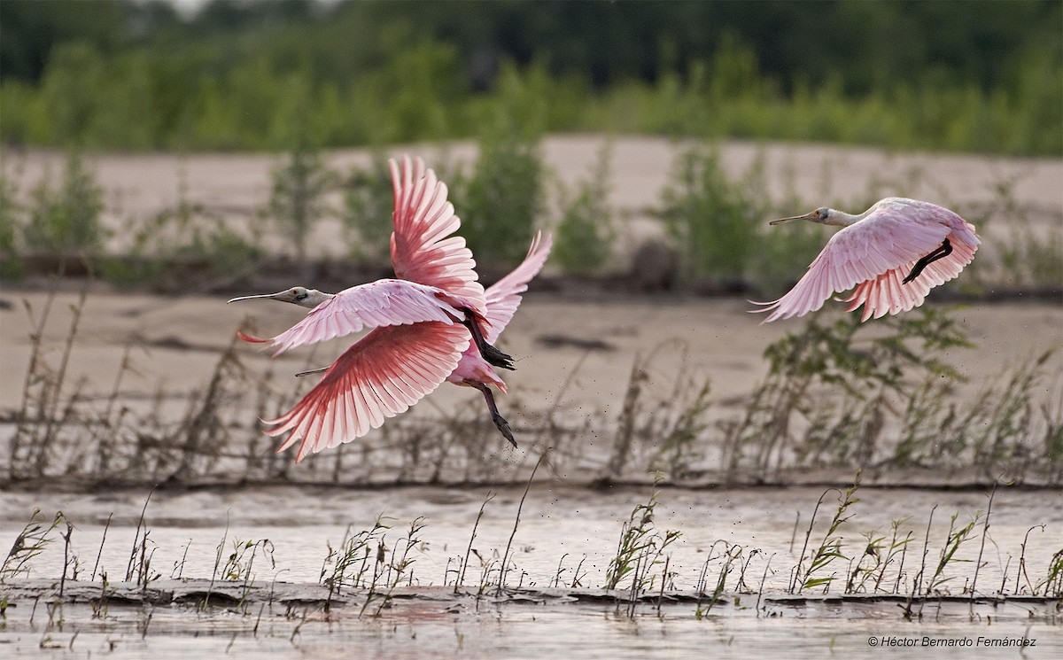 ベニヘラサギ - ML627108514