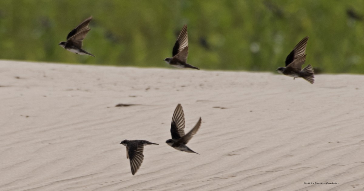 ショウドウツバメ - ML627108576