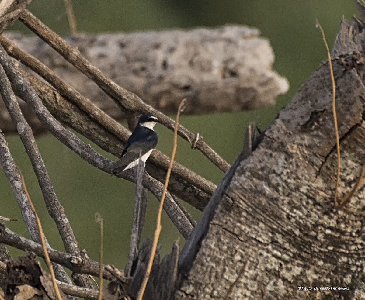 コシジロミドリツバメ - ML627108580