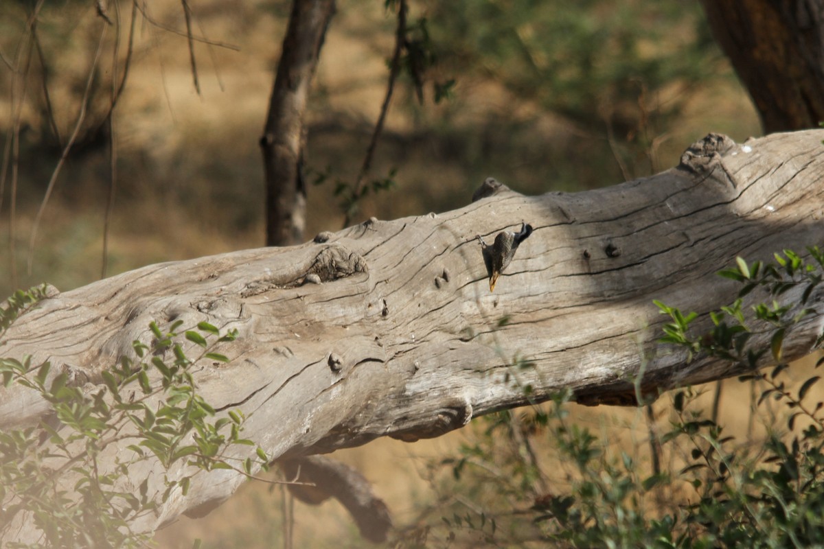 Bearded Woodpecker - ML627108639