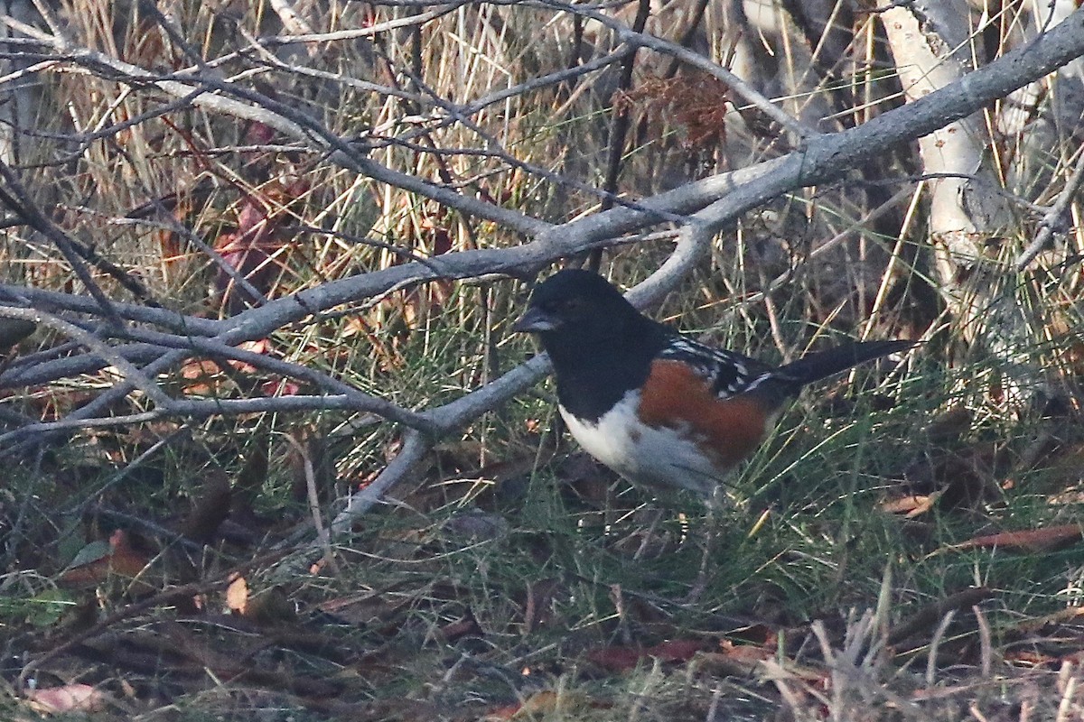 Spotted Towhee - ML627108702