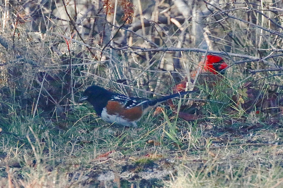 Spotted Towhee - ML627108709