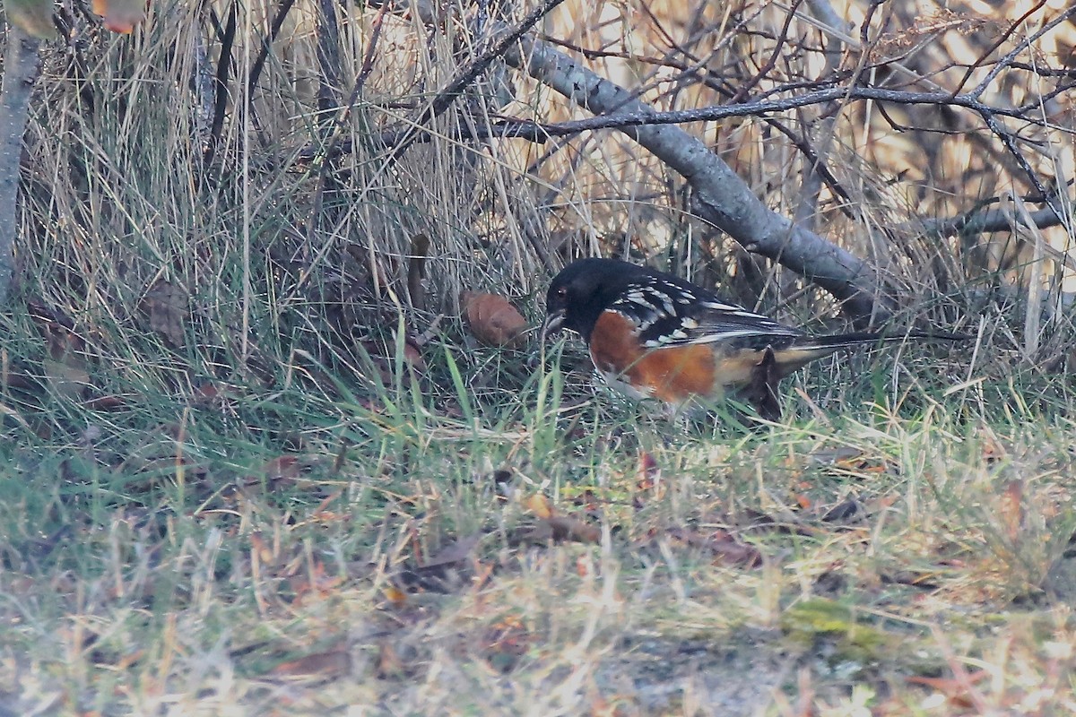 Spotted Towhee - ML627108717