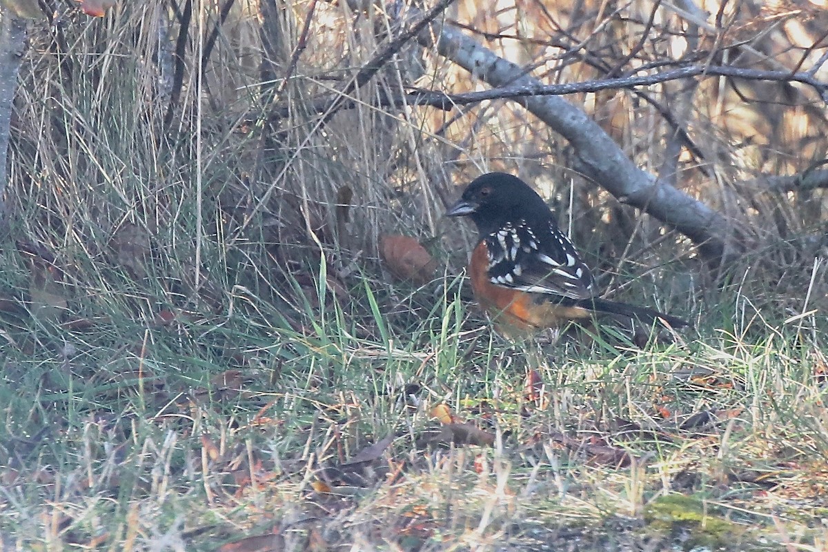 Spotted Towhee - ML627108735