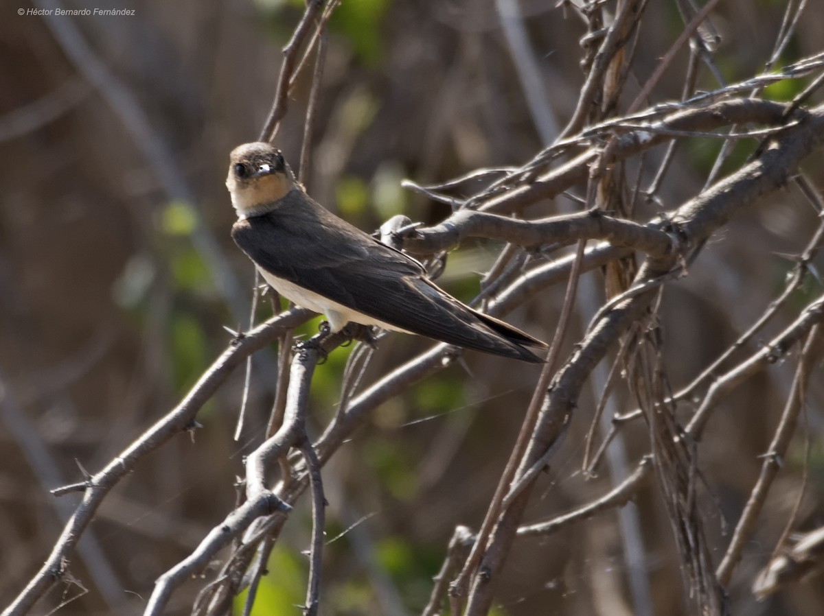 オビナシショウドウツバメ - ML627108736