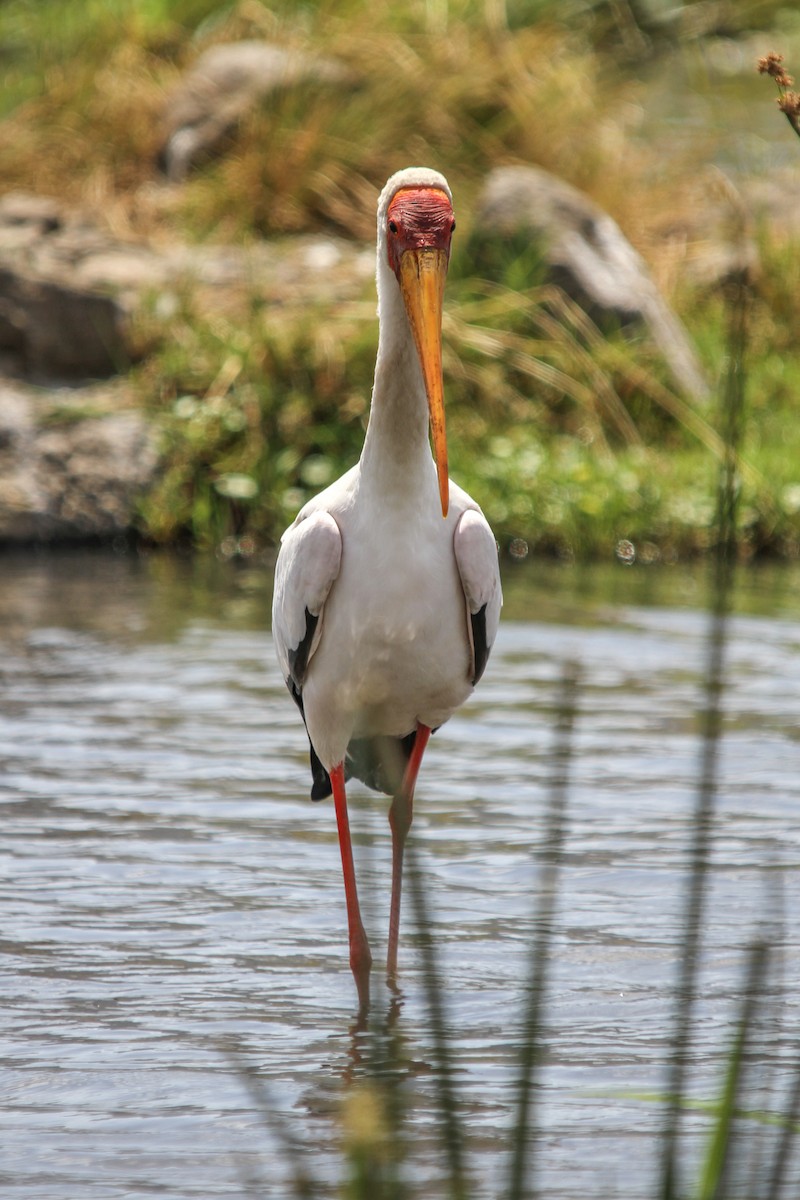 Yellow-billed Stork - ML627108745